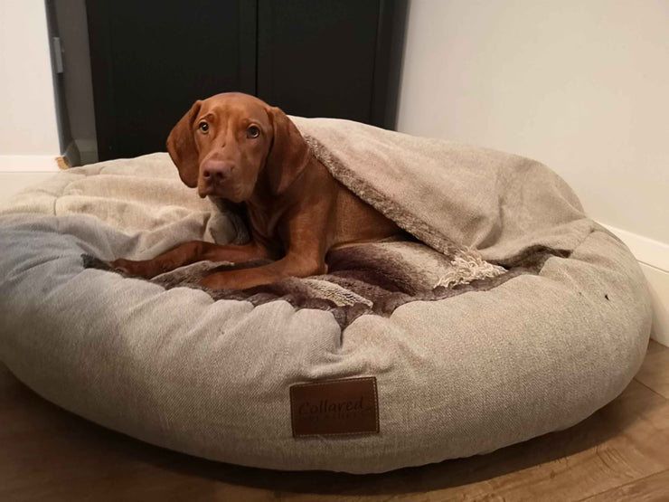 Vizsla dog lounging in beige classic cocoon bed with raised blanket hood