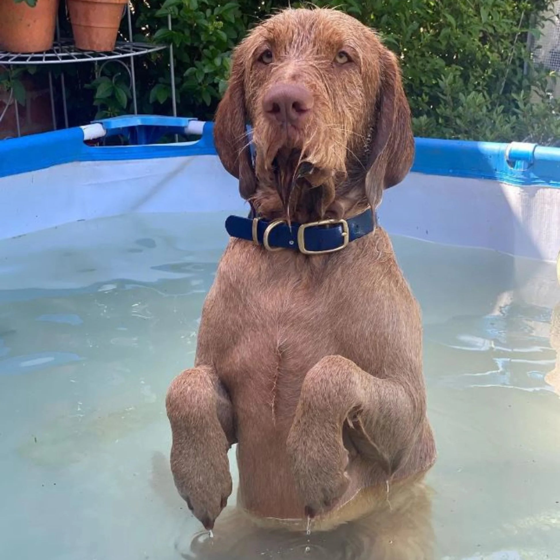 Black & Dark Brown Multicolour Waterproof Biothane Buckle Dog Collar - Collared Creatures LTD