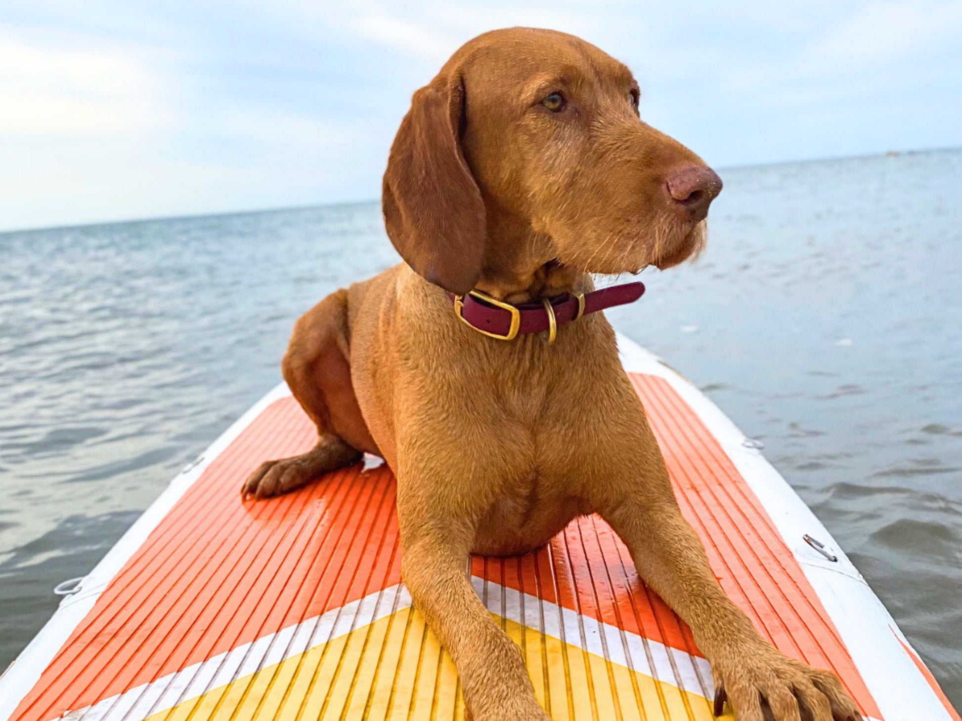 Dog on a paddleboard with water in the background