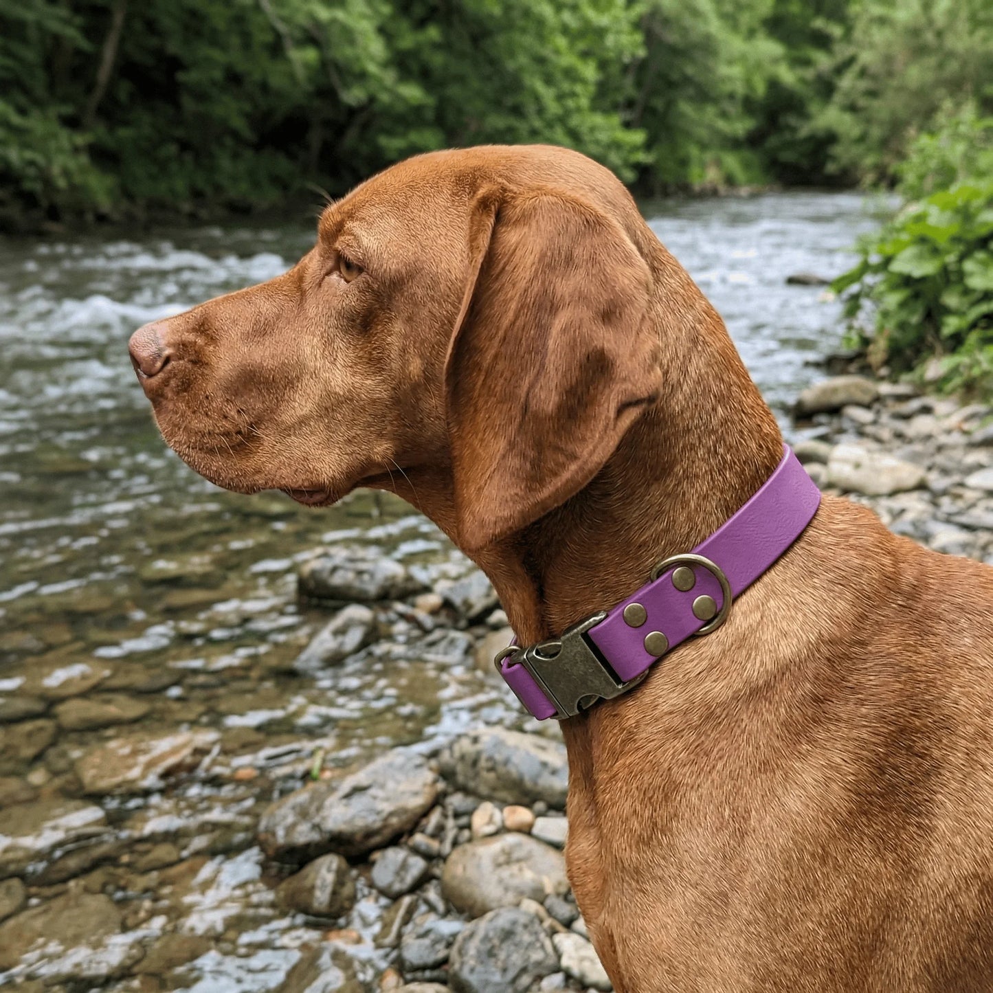 Weintraube Wasserdichtes Biothane Hundehalsband mit Metallschließe