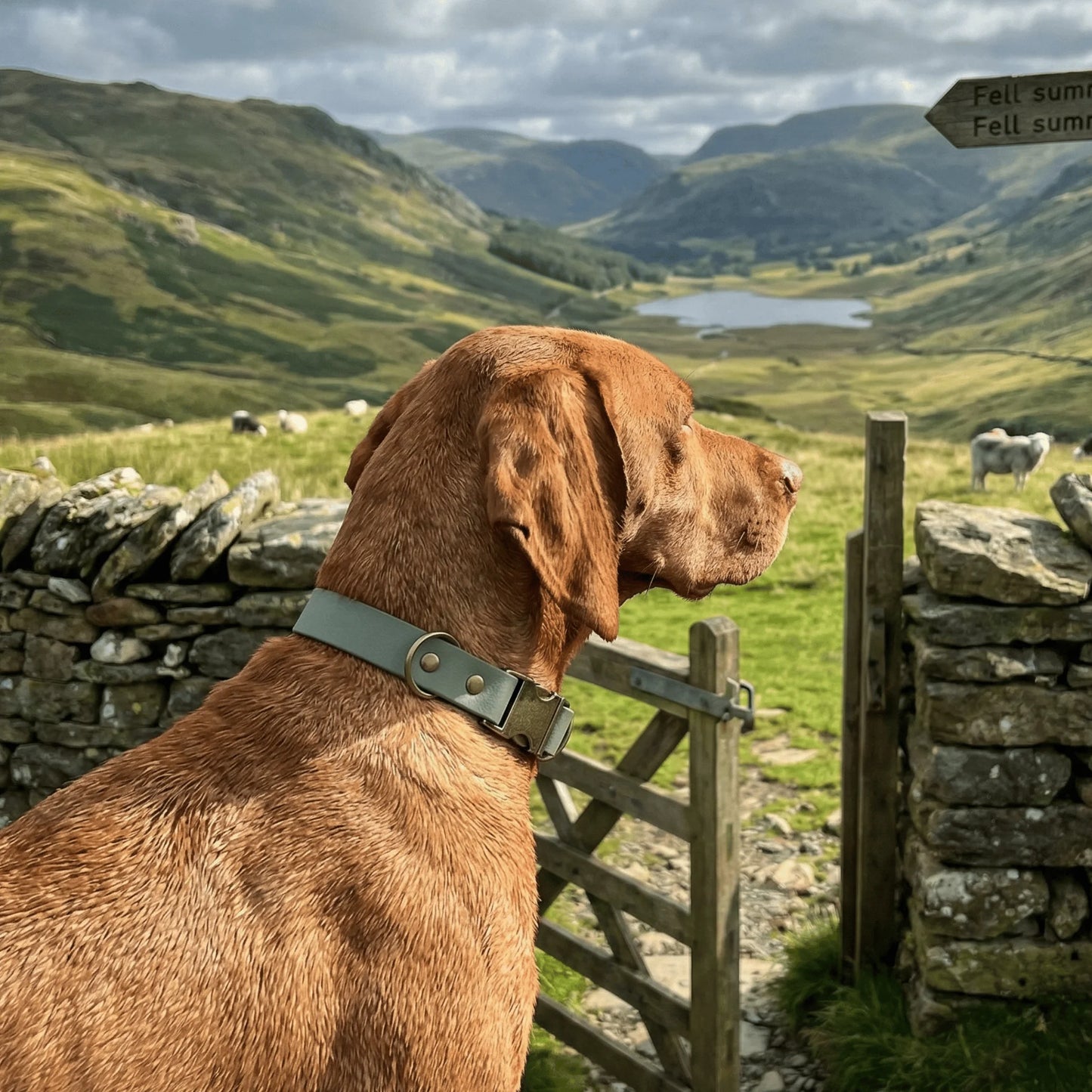 Country Green Waterproof Biothane Metal Clasp Dog Collar - Collared Creatures LTD