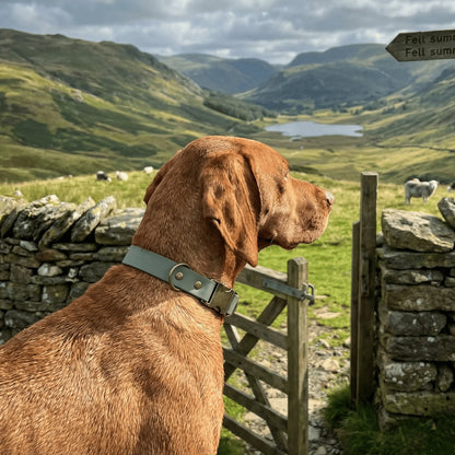 Country Green Waterproof Biothane Metal Clasp Dog Collar - Collared Creatures LTD