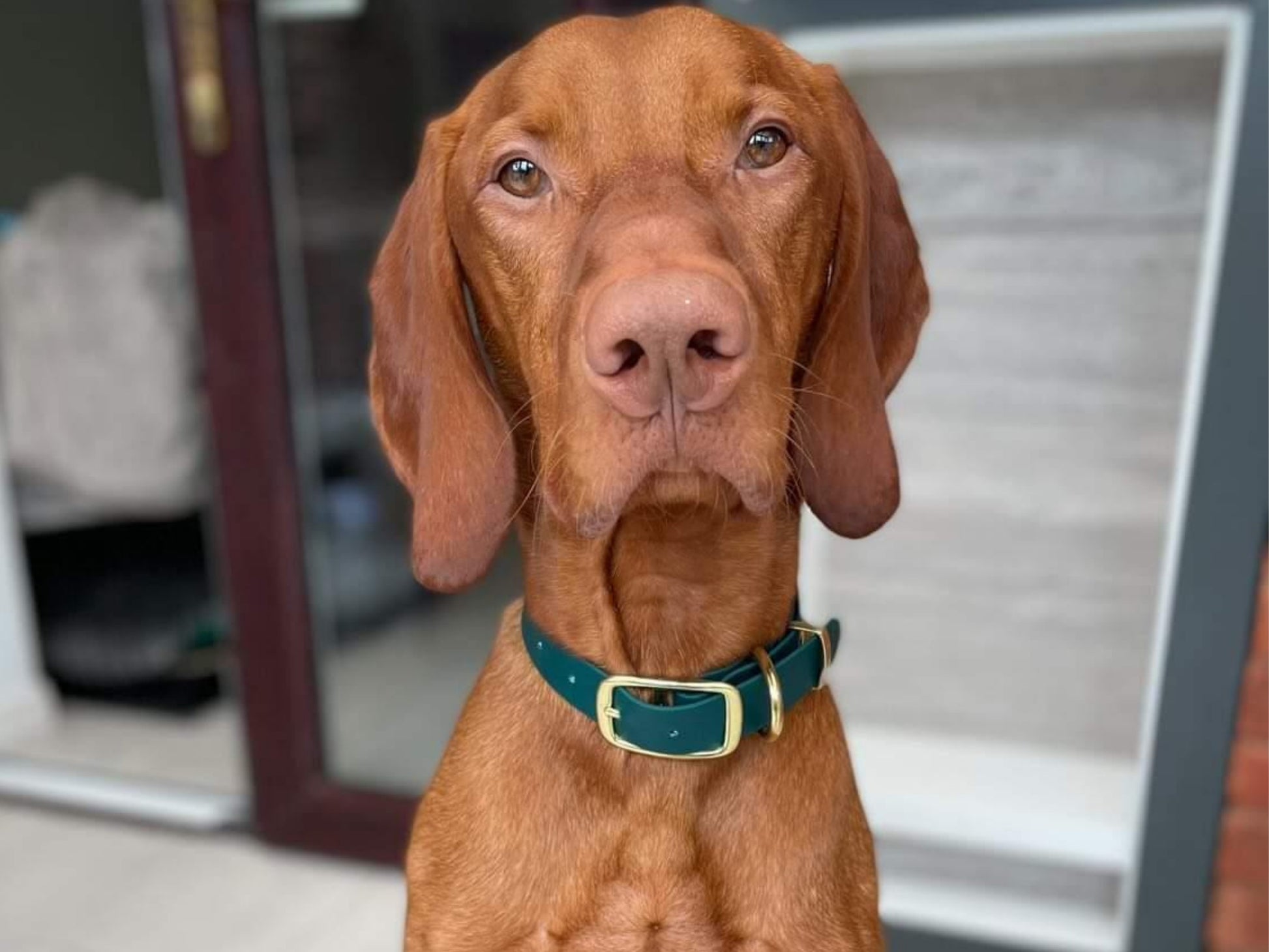 Brown dog wearing a green collar sitting outdoors.