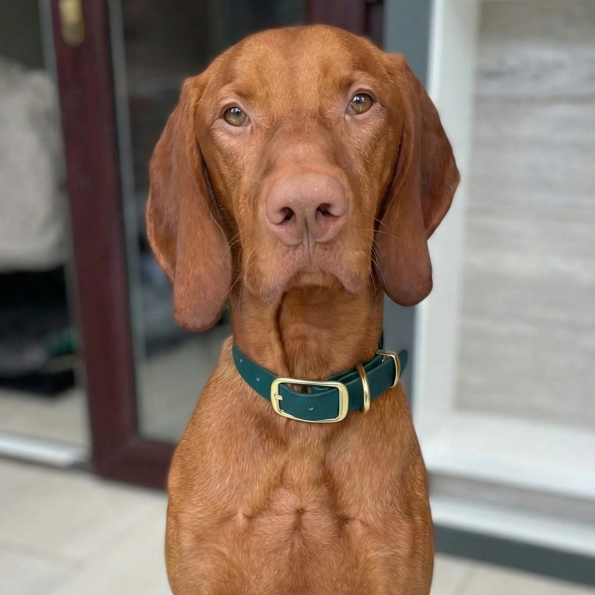 Dark Green & Beige Multicolour Waterproof Biothane Buckle Dog Collar - Collared Creatures LTD