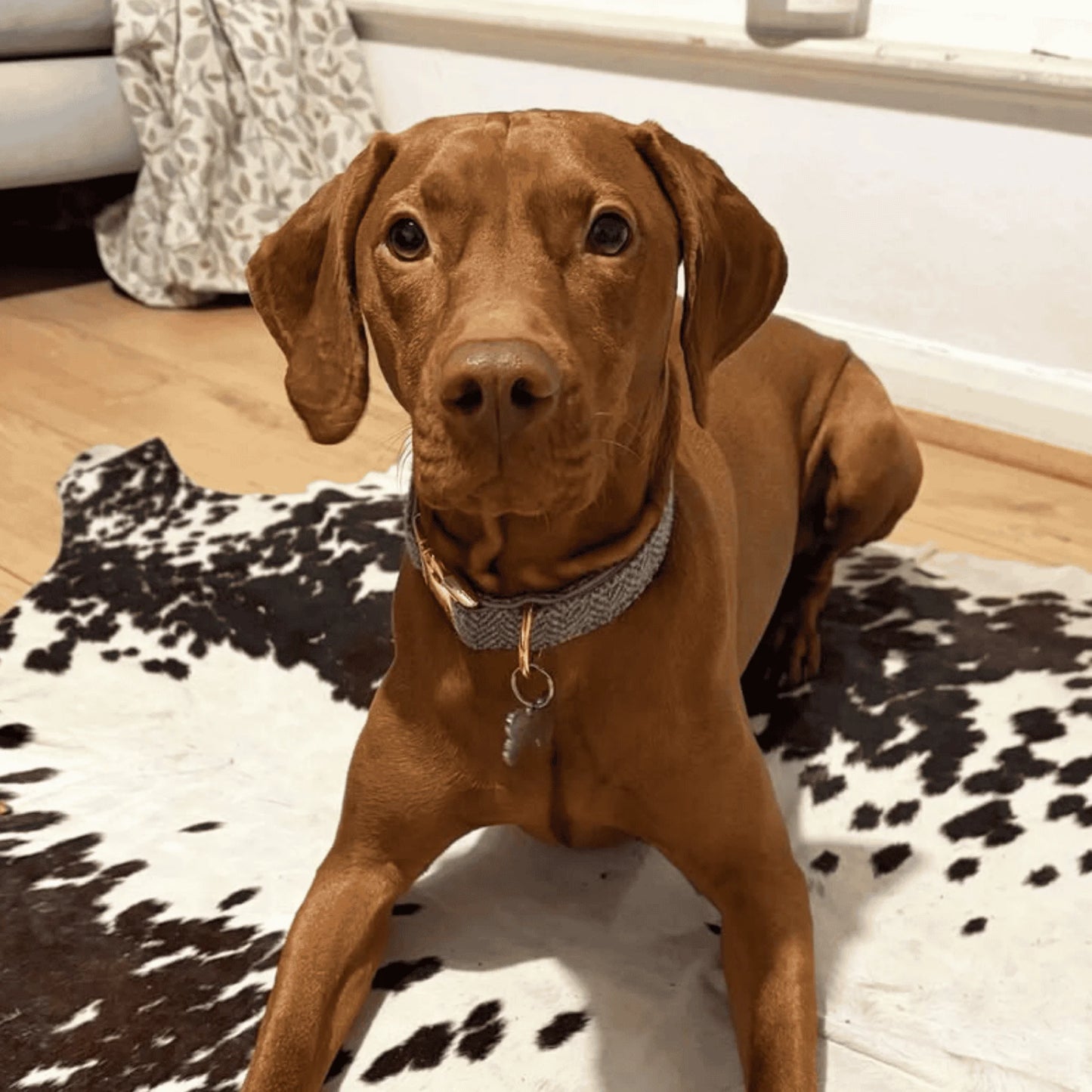 Lilac & Blue Herringbone Luxury Harris Tweed Dog Collar