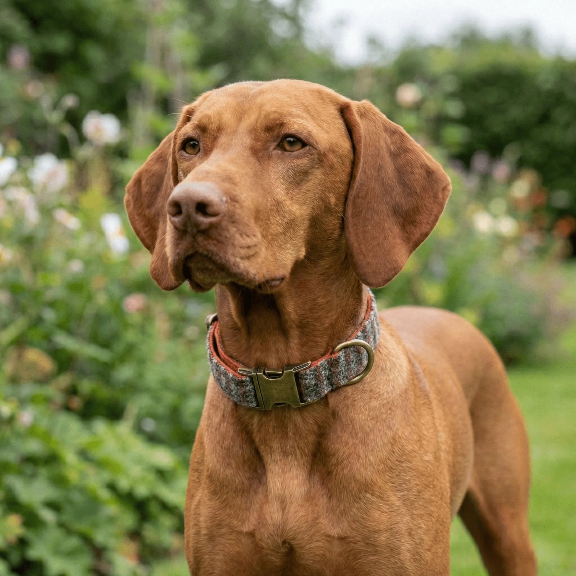 Multi Check Blue, Orange & Grey Luxury Harris Tweed Dog Collar - Collared Creatures LTD
