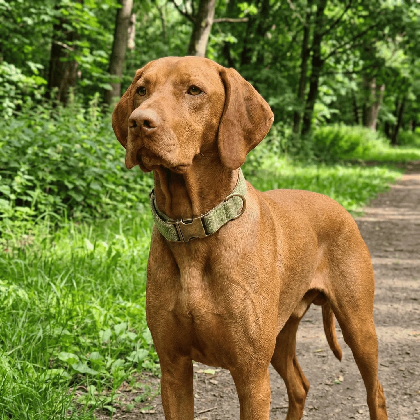 Pear Green Luxury Harris Tweed Dog Collar