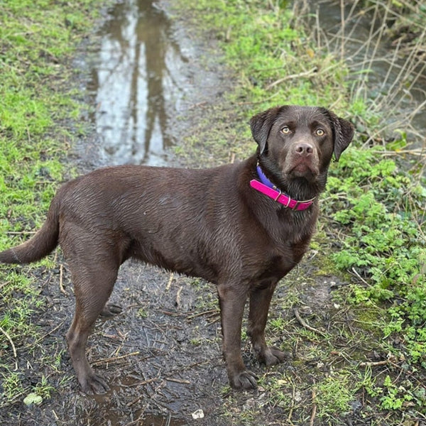 Waterproof Biothane Collars