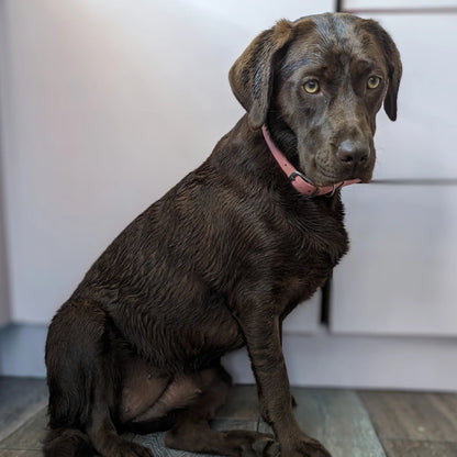 Brown dog sitting on a wooden floor with a white wall in the background