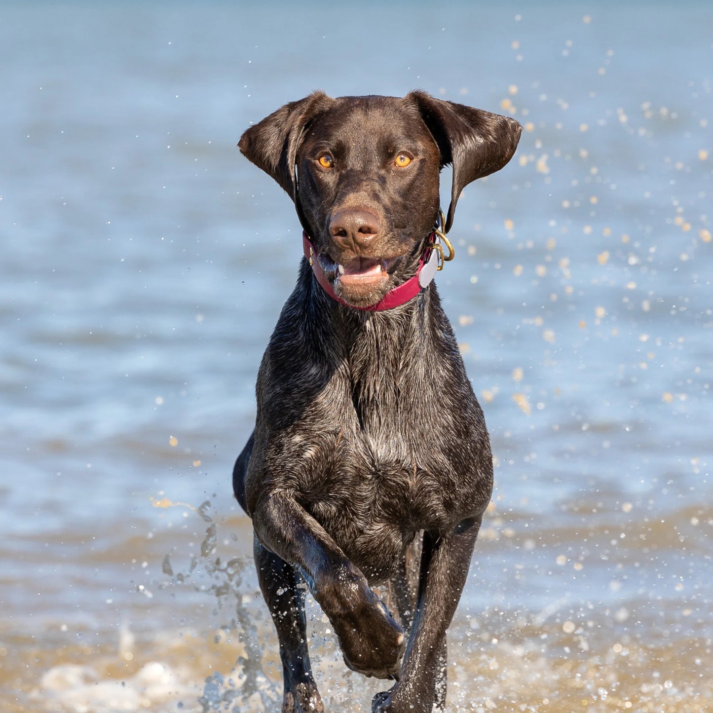 Magenta Waterproof Biothane Buckle Dog Collar - Collared Creatures LTD
