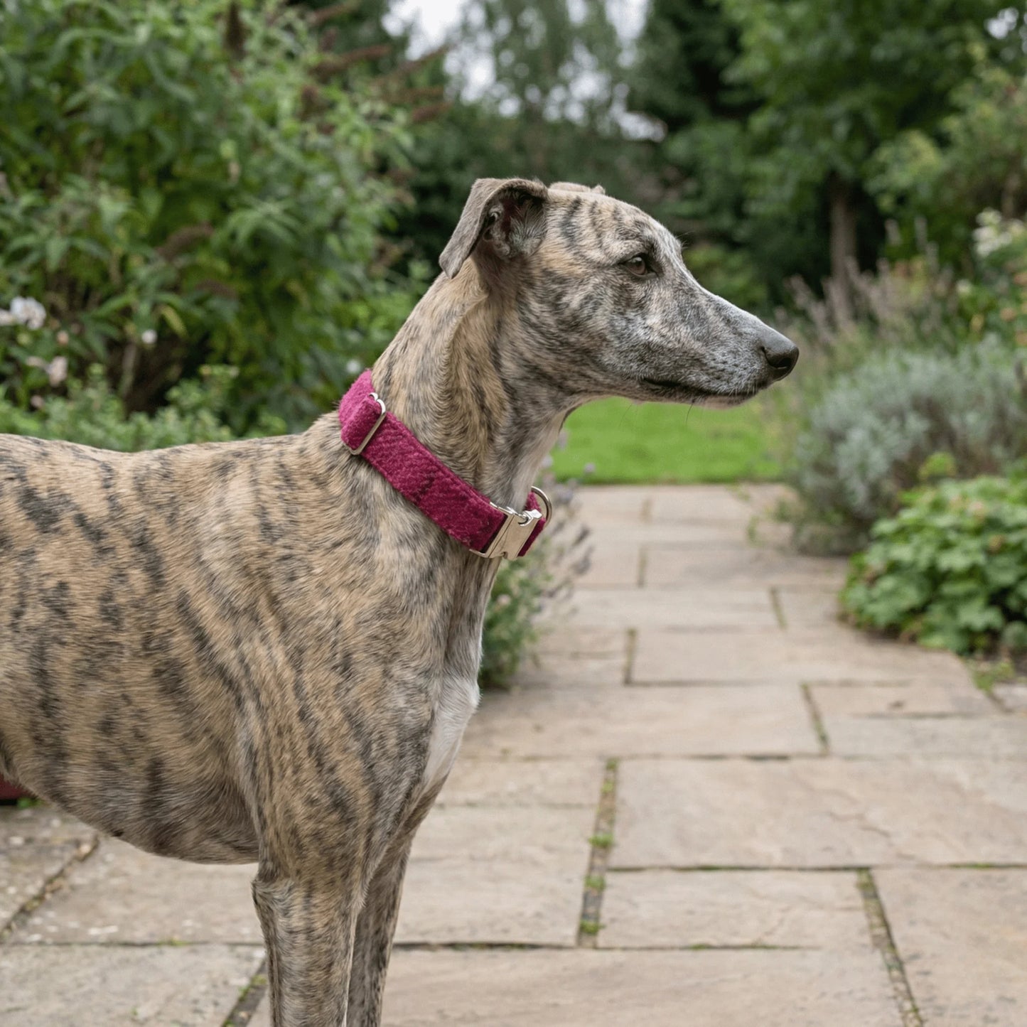 Extra Wide 38mm - Cerise Check Harris Tweed Dog Collar