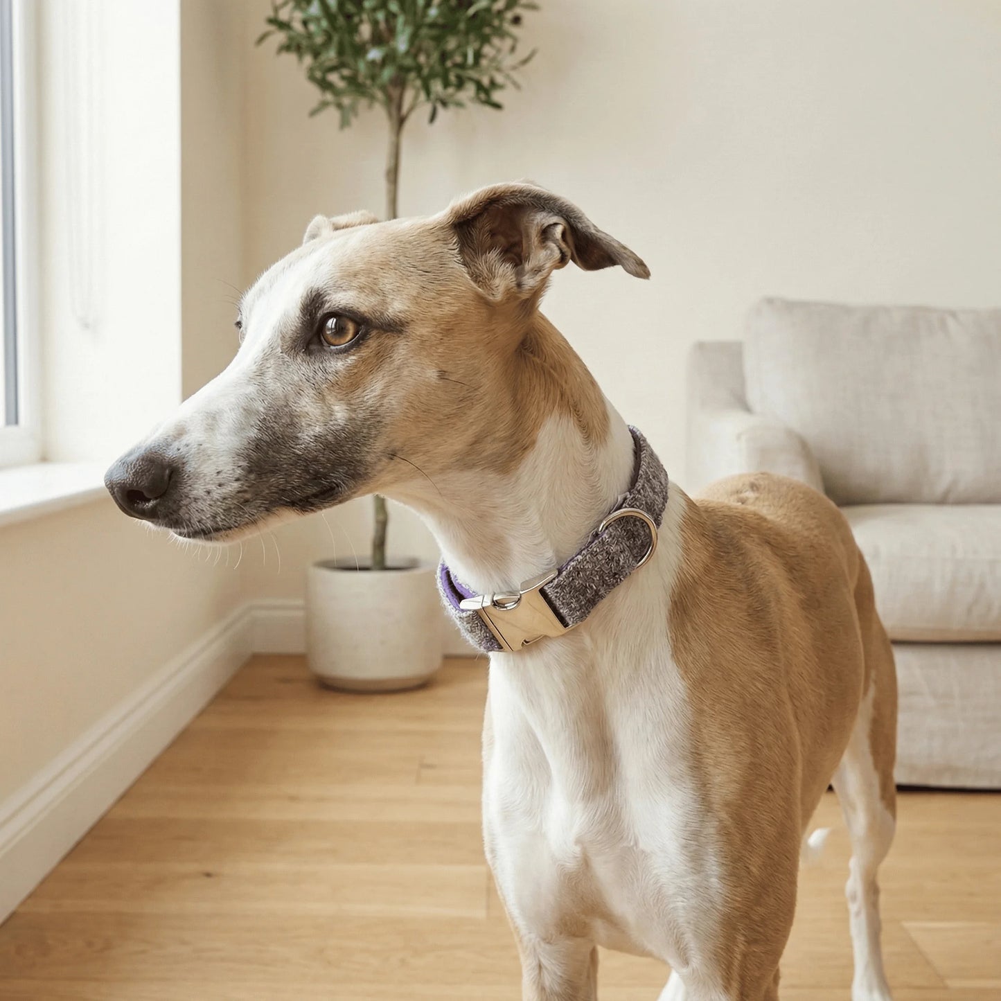 Lavender Block Check Harris Tweed Dog Collar
