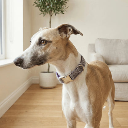 Lavender Block Check Harris Tweed Dog Collar