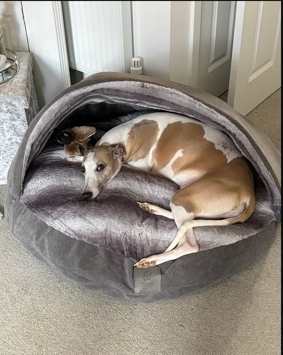 Grey Luxury Dog Cave Bed with Removable Firm Hood