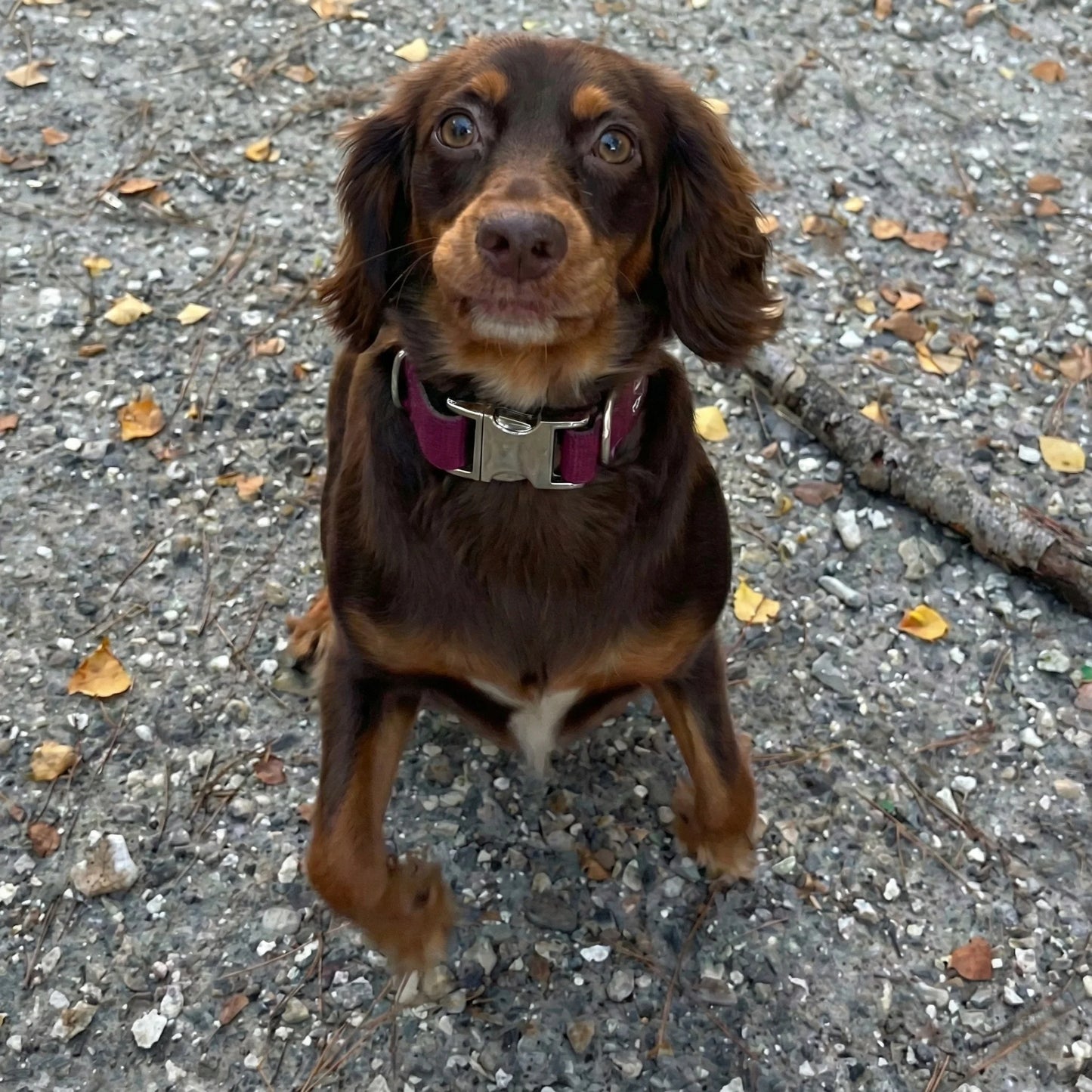 Wine Waterproof Biothane Metal Clasp Dog Collar - Collared Creatures LTD