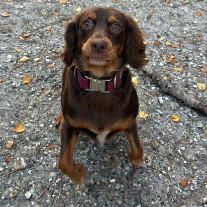 Wine Waterproof Biothane Metal Clasp Dog Collar - Collared Creatures LTD