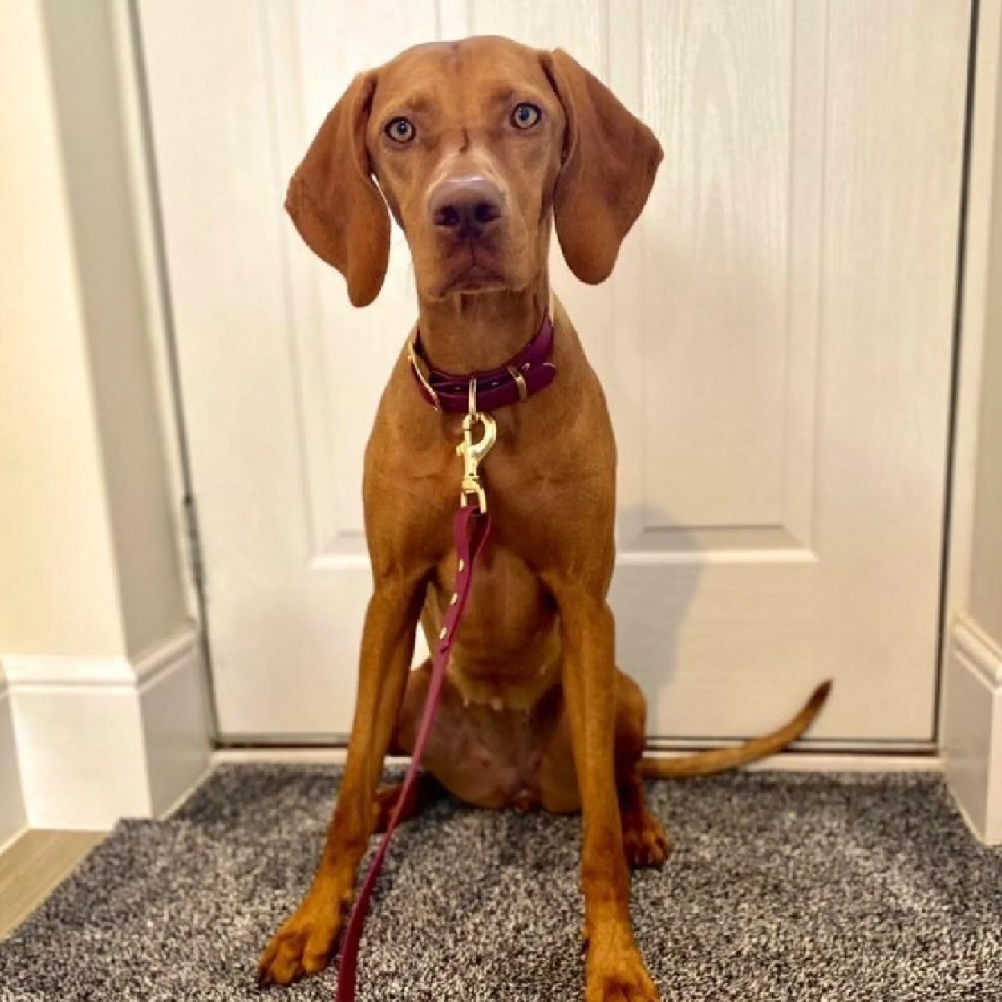 Wine Waterproof Biothane Buckle Dog Collar - Collared Creatures LTD