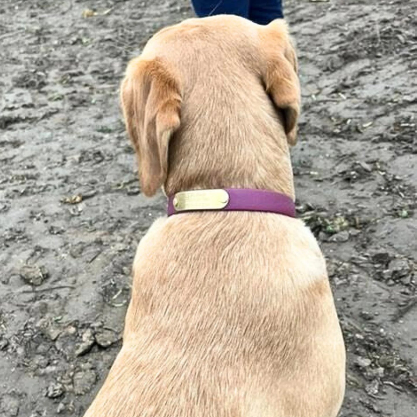 Wine Waterproof Biothane Buckle Dog Collar - Collared Creatures LTD