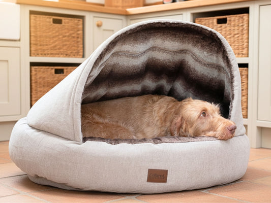 Wire-haired dog resting inside a beige Collared Creatures cocoon dog bed with structured hood and soft fleece lining