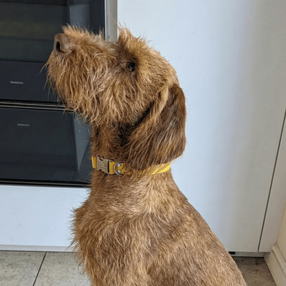 Mosterd Waterdichte Biothane Metalen Gesp Halsband