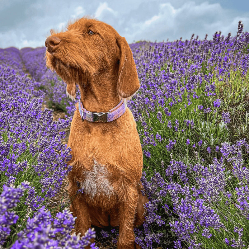Wire haired Vizsla wearing a pink Harris Tweed dog collar sitting in a lavender field