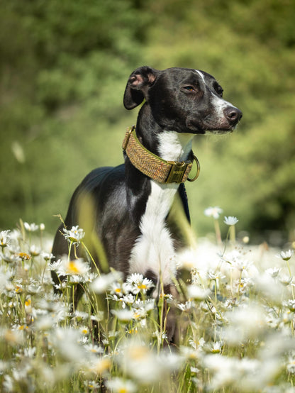 38 mm breite Harris-Tweed-Hundehalsbänder für größere Hunde – Collared Creatures