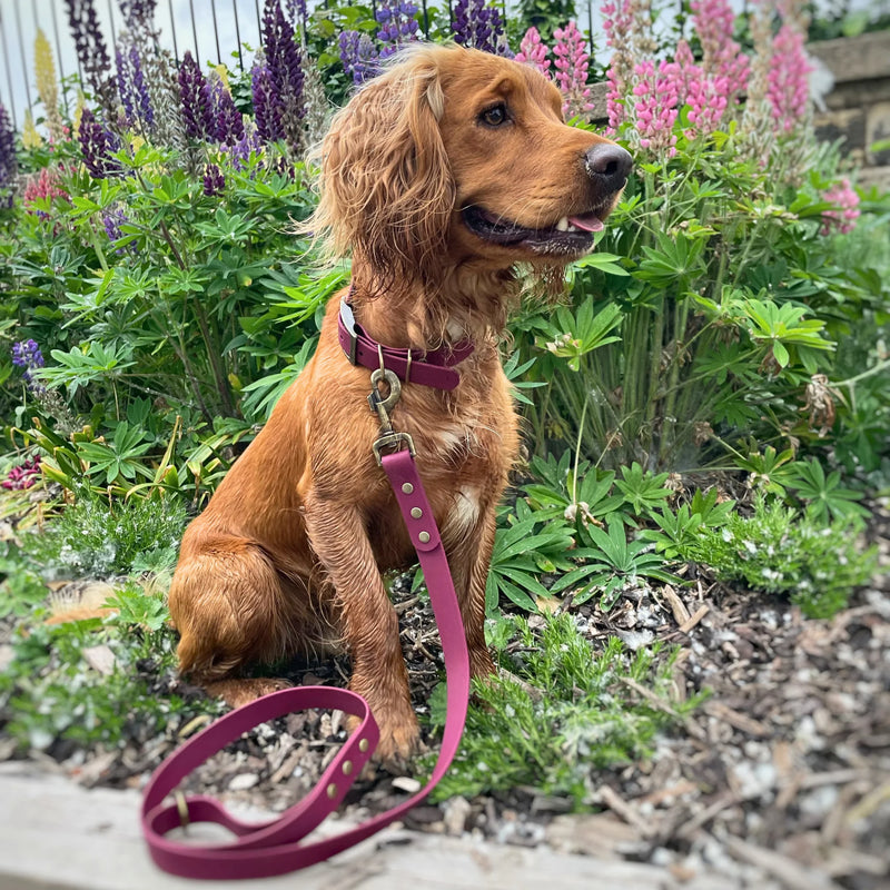 A spaniel dog wearing a burgundy biothane collar and matching leash, sitting in a garden with green plants and pink flowers in the background.