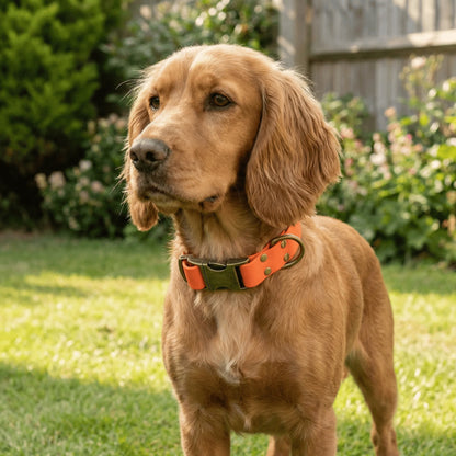 Neon Orange Waterproof Biothane Metal Clasp Dog Collar
