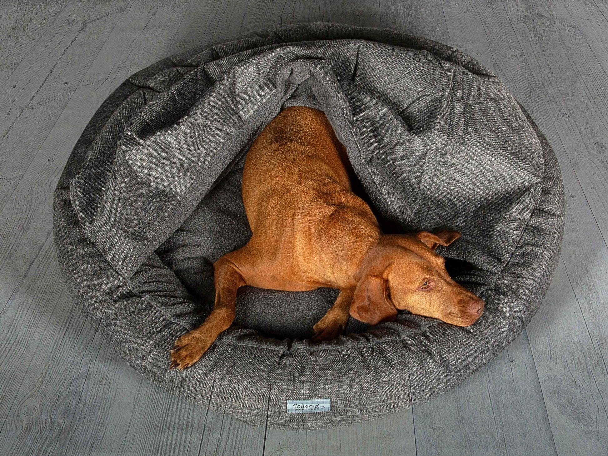 Top view of Vizsla in XL Grey Cocoon Dog Bed with extended hood