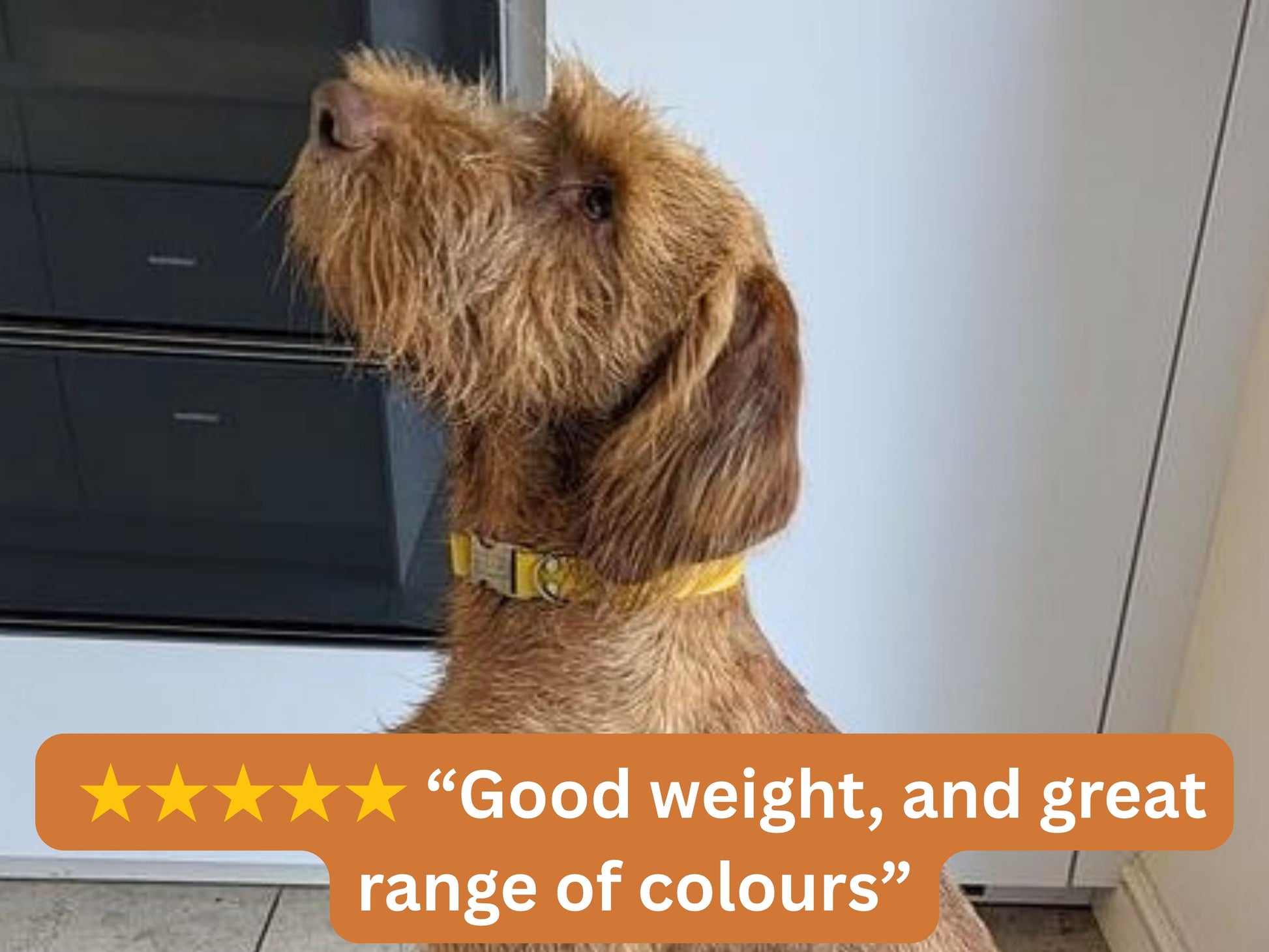 Dog wearing a yellow Biothane collar with a 5-star review saying “Good weight, and great range of colours.”