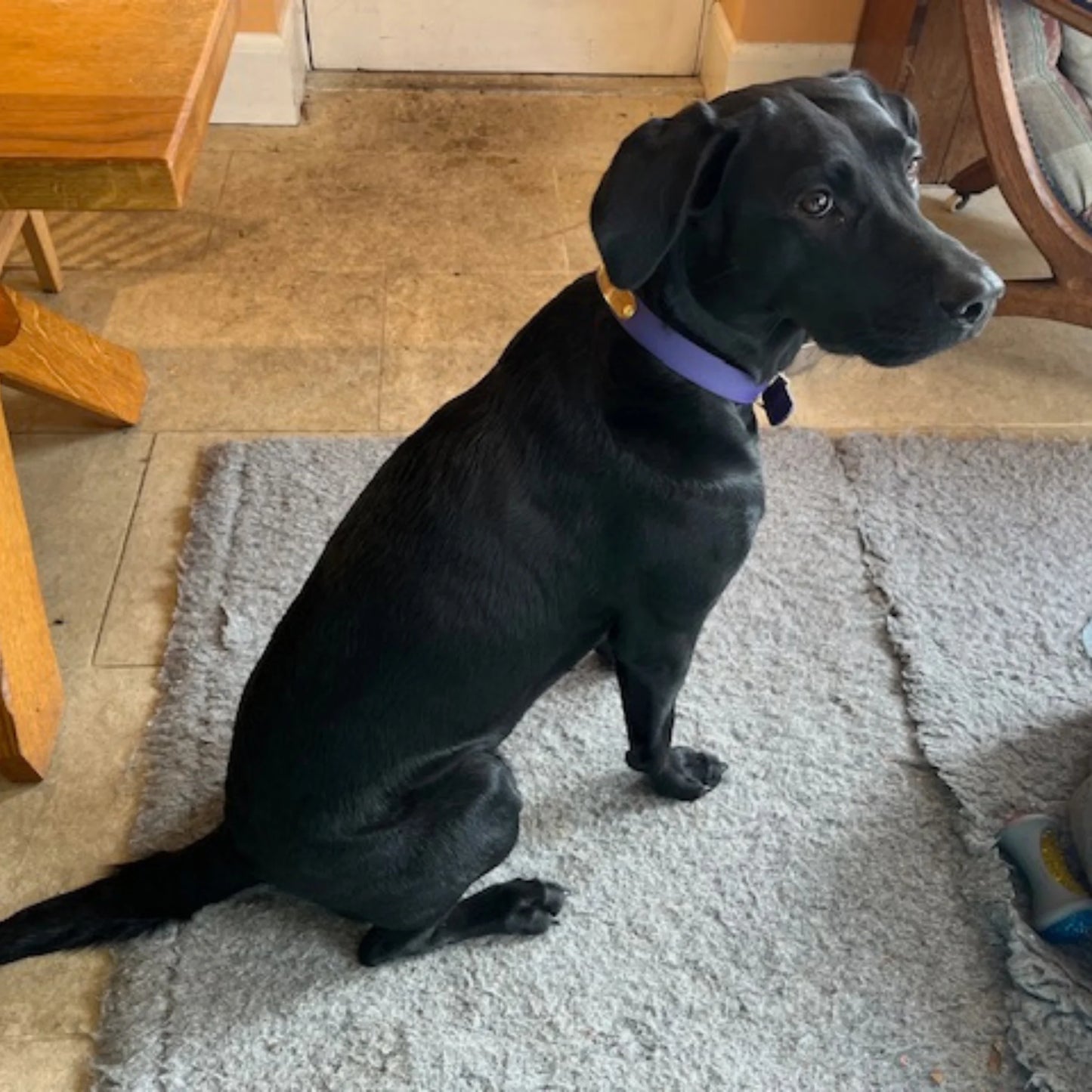 Black dog sitting on a carpeted floor in a home setting