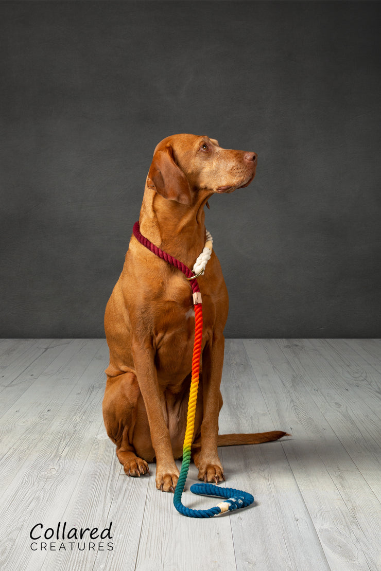 Rainbow Ombre Dip Dyed Dog lead, - Collared Creatures