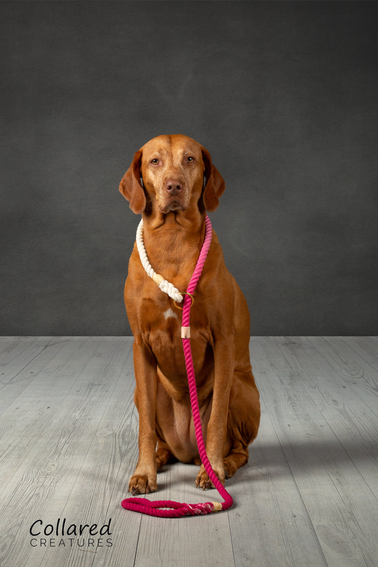 Pink Ombre Dip Dyed Dog lead - Collared Creatures