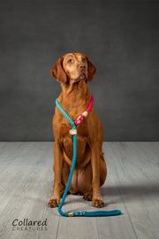 Pink & Turqouise Ombre Dip Dyed Dog lead - Collared Creatures