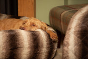 Eevie the wirehaird Vizsla lazying in a Collared Creatures brown faux fur luxury donut bed with a matching brown faux fur luxury dog blanket - sofa throw  in the foreground