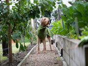 Collared Creatures Green Perfectly Practical Dog Drying Coat