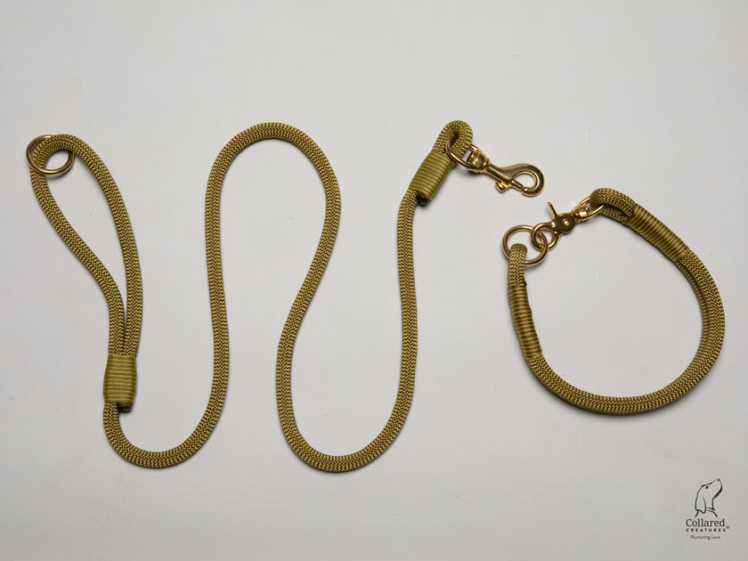 Rope Dog Collar Golden Treasure with whipping Collared Creatures