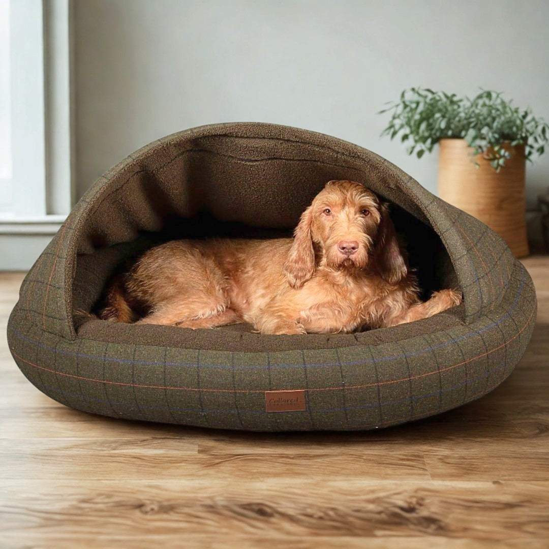 Dog lying inside Collared Creatures Cocoon Bed with raised hood